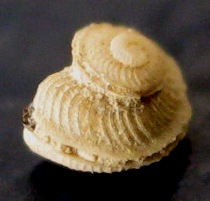 Scisurella